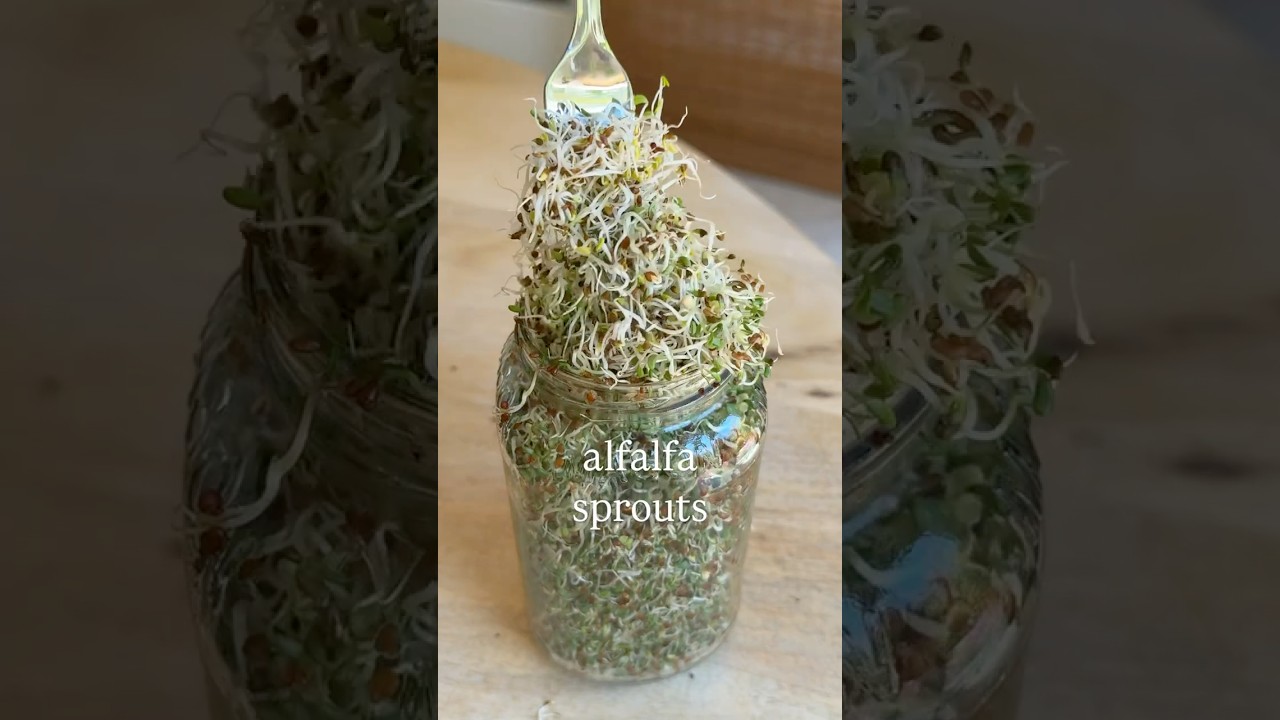 איך להכין 🌱🌱 נבטי אספסת במחיר של 0.25 דולר לצנצנת של 110 מ"ל!