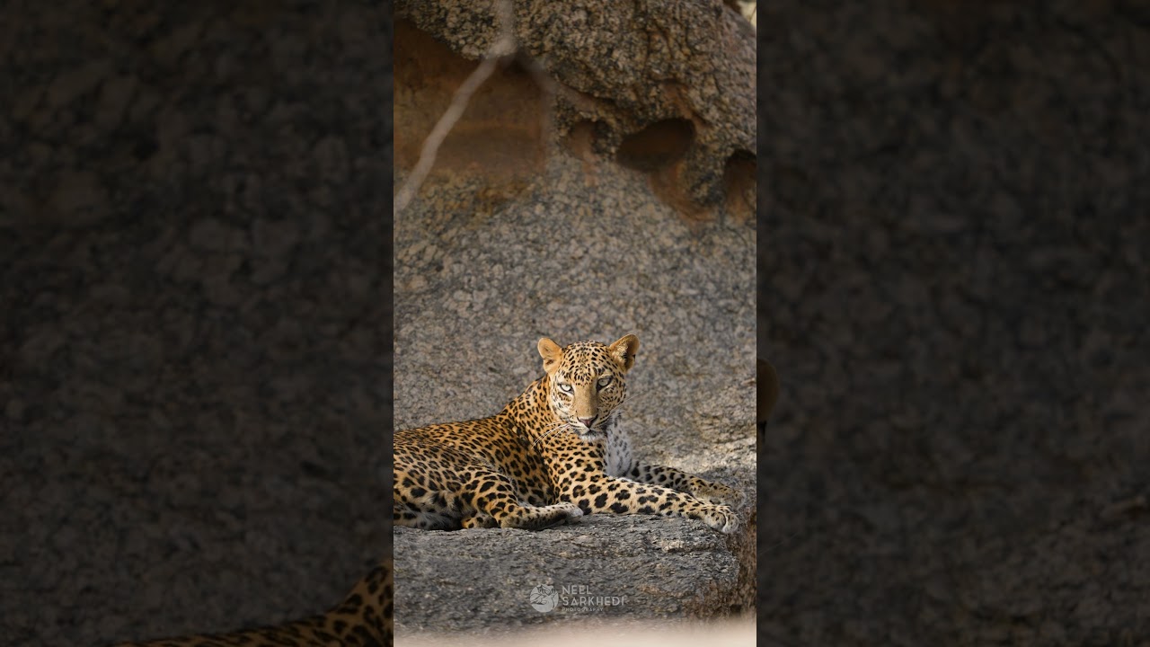 Leopard in the Wild – Silent, Stunning, and Untouchable 🐆🌿👁️ | Neel Sarkhedi