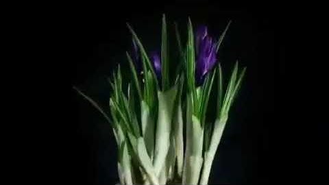 سورة القدر يتلوها المنشاوي رحمه الله برواية خلف عن حمزة بهدوء وسكينة وجمال