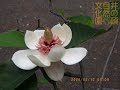 井の頭自然文化園 花ごよみ動画 ウケザキオオヤマレンゲの開花(2020年5月9日〜13日撮影)