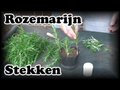 Video: Is My Rosemary Sick: leer over veelvoorkomende ziekten van rozemarijnplanten