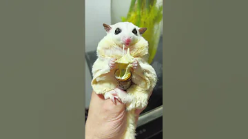 Fatty Eats A Silkworm Pupa With Cheese Today 