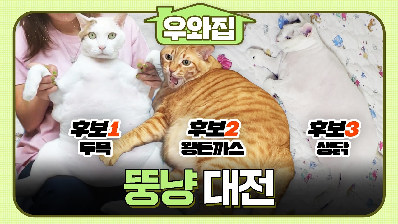 [🏠#우와집] 역대급 뚱냥이 모음🏠 뚱냥대전.zip  #TV동물농장 #동물 #우와한비디오 #우와비
