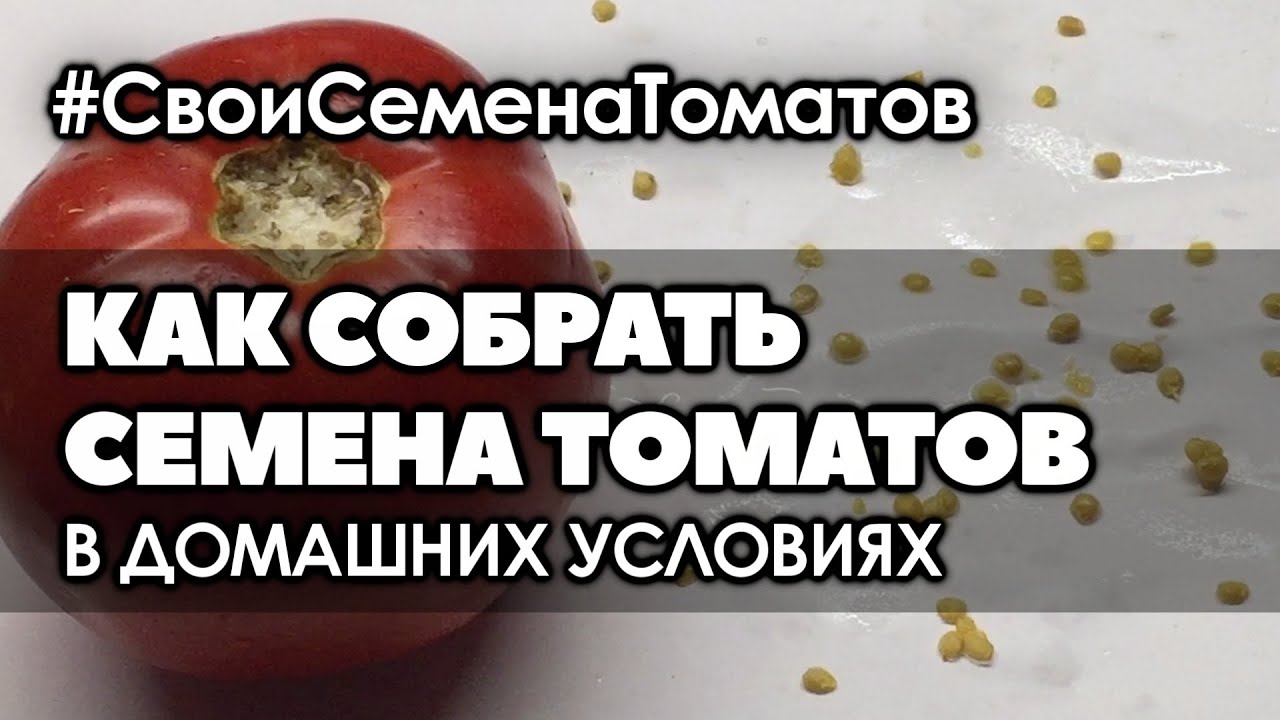 Видео как собрать семена помидор