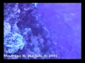 spags, grouper, micronesia, andreas muljadi, tnc, scuba