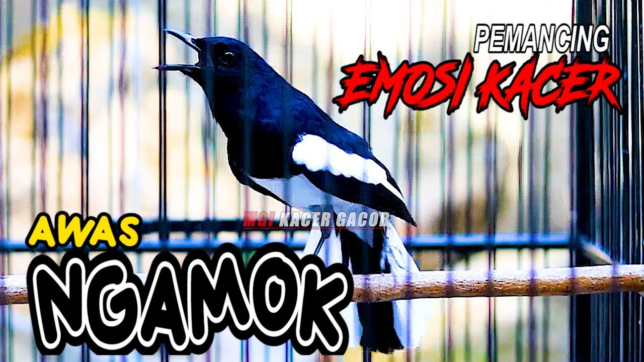 KACER NEMBAK NGEROL, PEMANCING EMOSI KACER LAIN AGAR NGAMOK