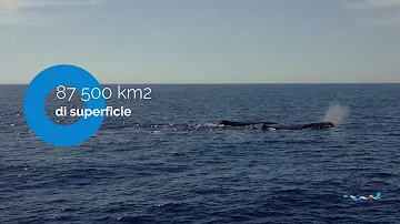 Dove si trova il Santuario delle balene?
