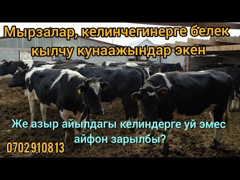 Video: Күтүүсүз күтүүлөр