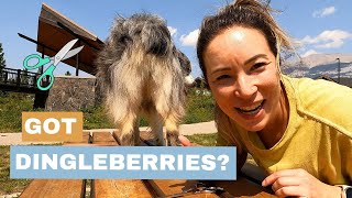 How I Groom My Australian Shepherd's Bum Hair