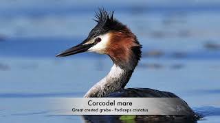 Corcodel mare - Great crested grebe - Podiceps cristatus