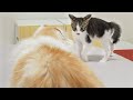 What Does the Rescued Kitten Do To Get Along With the Big Cat? │ Episode.139
