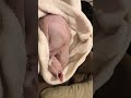 My little kitten sleeping 🐱 #sphynx