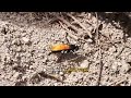 Tick-Borne Disease Transmission: Mechanisms Explained