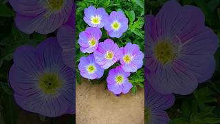 Beautiful Flower Shots #Nature #Floral #Viral #Video #Foryou #Subscribetomychannel