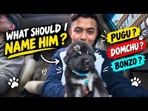 🐶 I Finally Got A New Puppy… Meet My New Family Member ❤️
