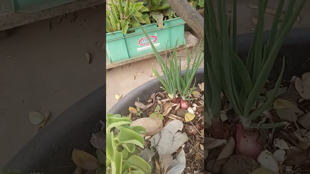 31 December 2025 modati nimm kaaya padindi 