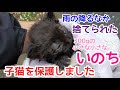 【この命救いたい】雨のなか捨てられた、ずぶ濡れの子猫を保護しました