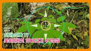 꽃송이버섯 산행 1000고지 산삼 4구산삼 by 산타는 아빠 TV 3,100 views 1 year ago 21 minutes