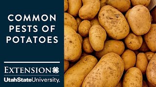 Common Pests of Potatoes