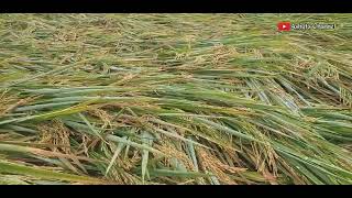 Cara mengatasi padi yang roboh/rebah ketebak angin agar tidak merugi#petani padi