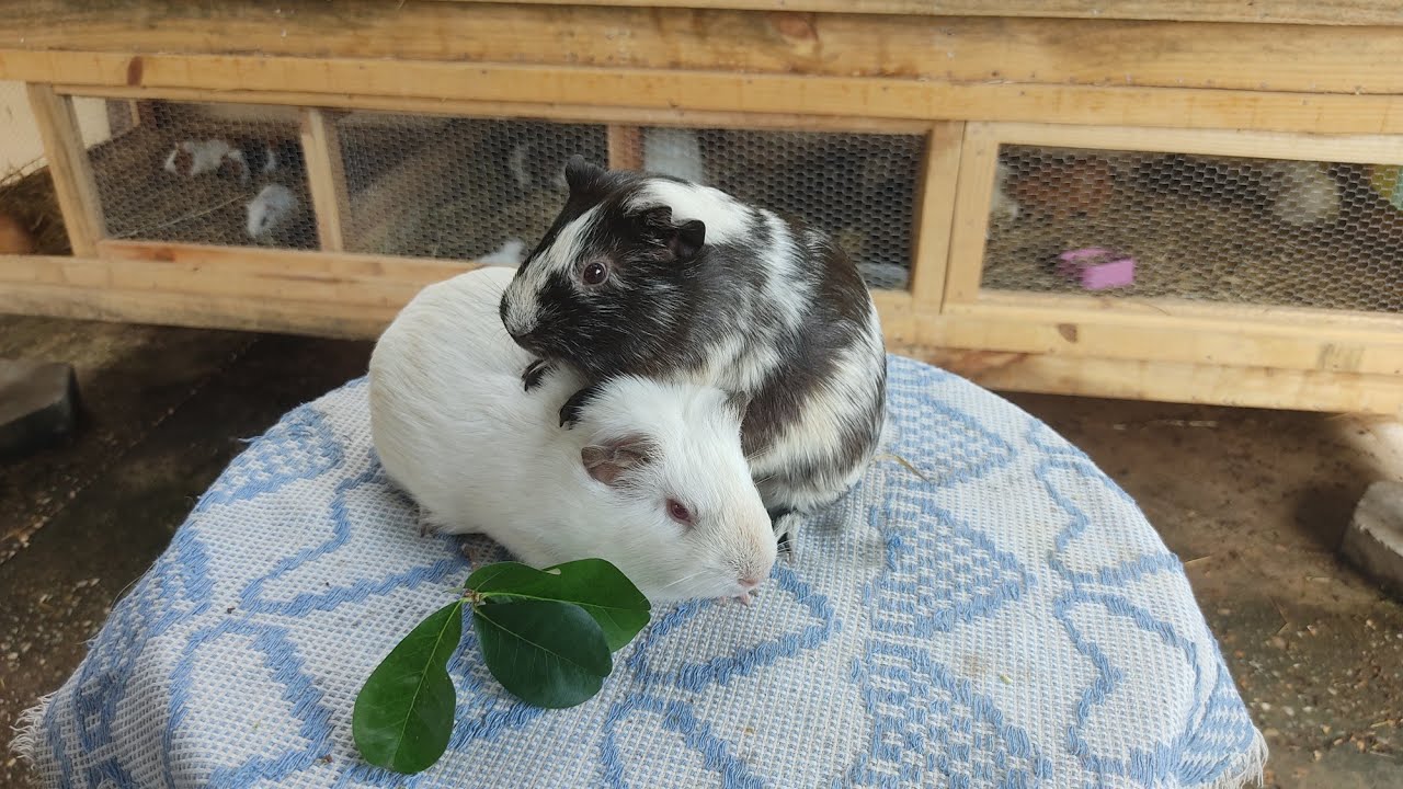 Porque meu porquinho da índia não está se alimentando? ASSISTAM O VÍDEO TODO🎥🎞️.