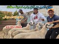 Sale Of Eid Sheep At Rachid S Farm In Settat Chaouia Price Starting From To 05 16 2026 