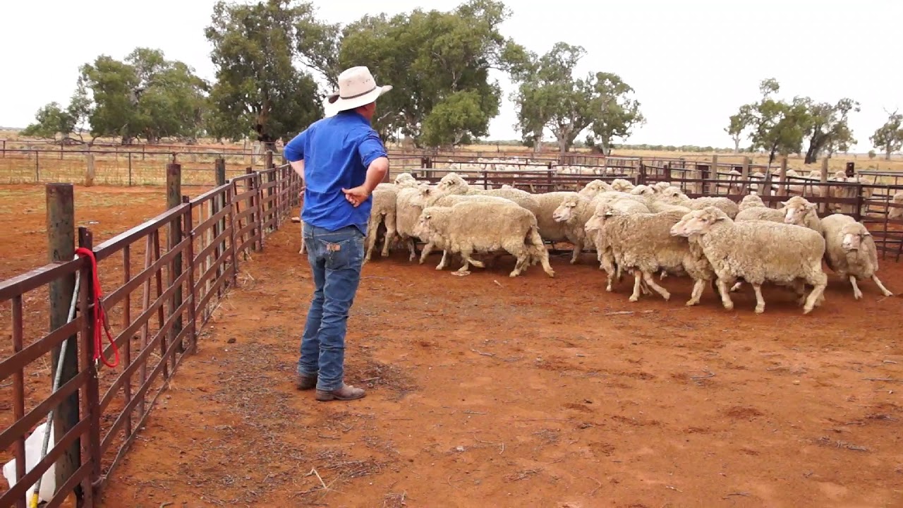 Jerilderie Working Dog Auction 2019 NED YouTube
