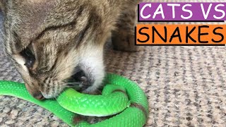 CATS vs SNAKES: Our Crazy Cats react to snakes screenshot 4