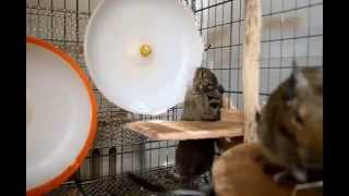 サイレントホイール21破壊中