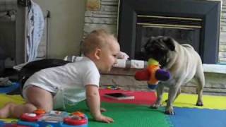 Pug vs. Baby - the neverending battle.
