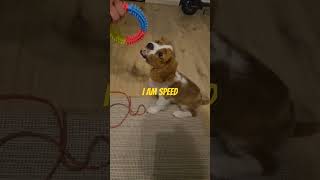 Frodo the Cavalier - I am Speed