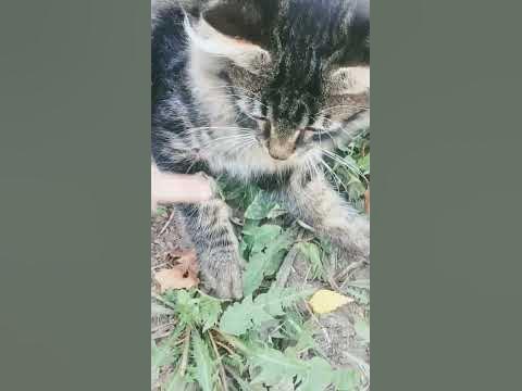 Кошка обосралась от страха - YouTube