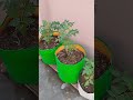 Tomato 🍅 plant growth and care 🌱#marigold #gardening #garden