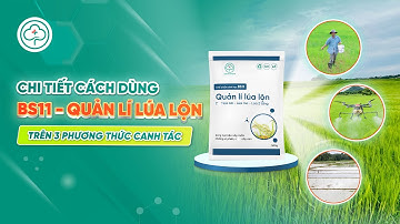 Cách xử lý lúa lộn, lúa ma hiệu quả đến 80% với BS11