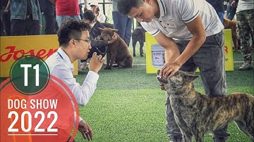 Tập 1: Viet Nam Dog Show 2022 - Công Nhận Giống Chó Mông Cộc & Cái Kết trong Biển Nước/ NhamTuatTV