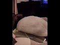 Just walk it out #dog #adorably #doggie #adoreble #funny #doggielife #snuggly #humor #stinkingcute
