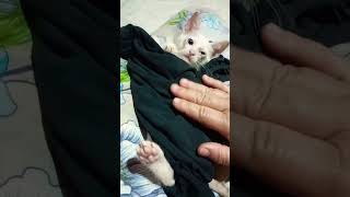 gatinhos e doguinhos 🐕🐈 #pets #gatos #cachorro #humor #vidio