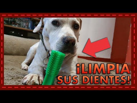 Conoce a: Juguete cepillo de dientes para perro