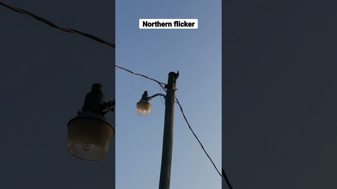 2 Northern flicker in the top of electric post 