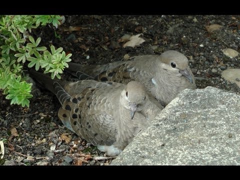 STRANGE BIRDS COME TO VISIT! http://www.computershare.com/investor