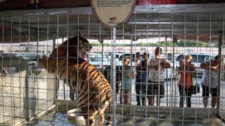 Help BIG CATS !!