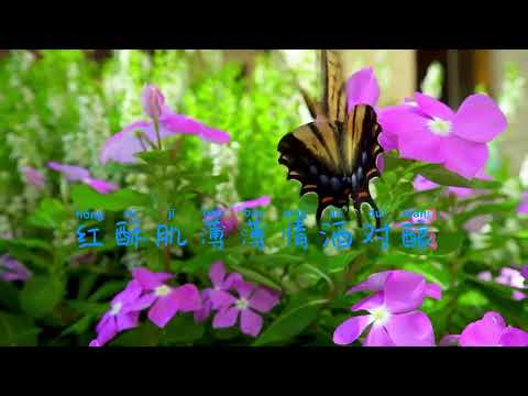 曹雅雯 -人生的歌 【Lyrics/動態歌詞】【KTV字幕】
