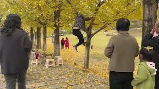 千年銀杏樹村，古銀杏樹落葉了，一片金黃，太漂亮了