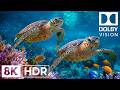 Magnificent Blue Ocean Creatures in 8K HDR | Dolby Vision™