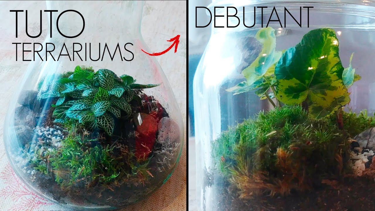 #TUTO | Atelier terrarium débutant ! (ft. une débutante 😅) D-Terrariums 🌿