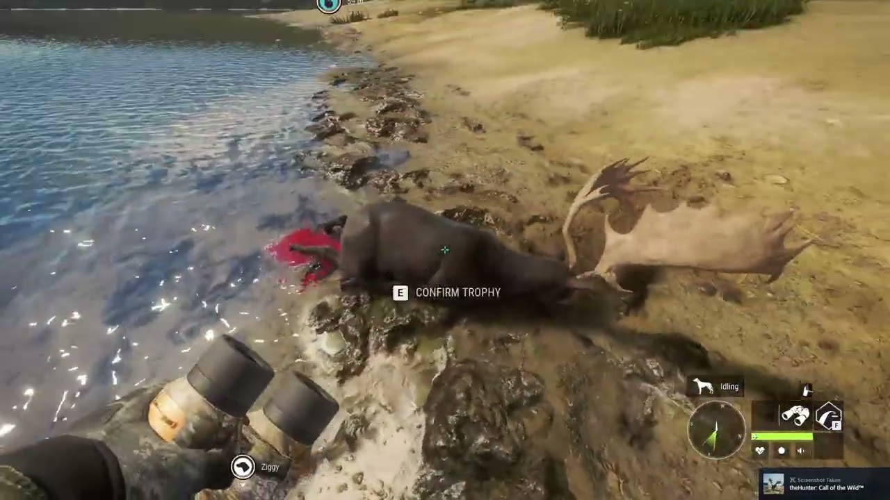 Max Weight Super Rare Melanistic Fallow Deer