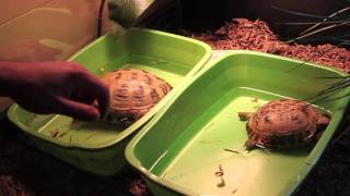 Tortoise Soaking How To