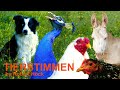 Für kleine Kinder - 10 Minuten glückliche Bauernhoftiere mit Tierstimmen - Hund, Pfau, Hahn, Schaf
