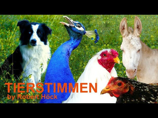 10 minutes of HAPPY FARM ANIMALS with their natural voices - FOR KIDS - peafowl, dog, sheep,  geese class=