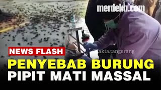 Bangkai Ratusan Burung Pipit di Cirebon Dites PCR, Mati Karena Virus?
